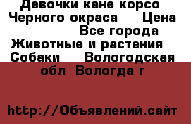 Девочки кане корсо. Черного окраса.  › Цена ­ 65 000 - Все города Животные и растения » Собаки   . Вологодская обл.,Вологда г.